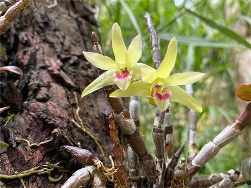 让皇家仙草高山石斛兰走进千家万户,植物医生石斛兰眼霜意义非凡_植物